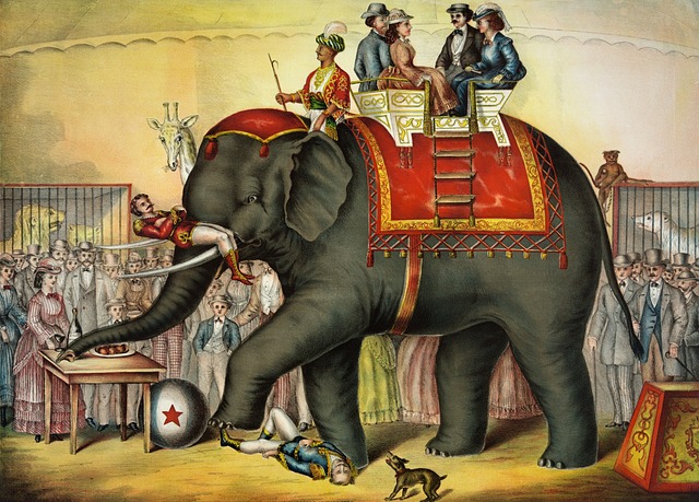 slona najdeme téměř v každém cirkuse